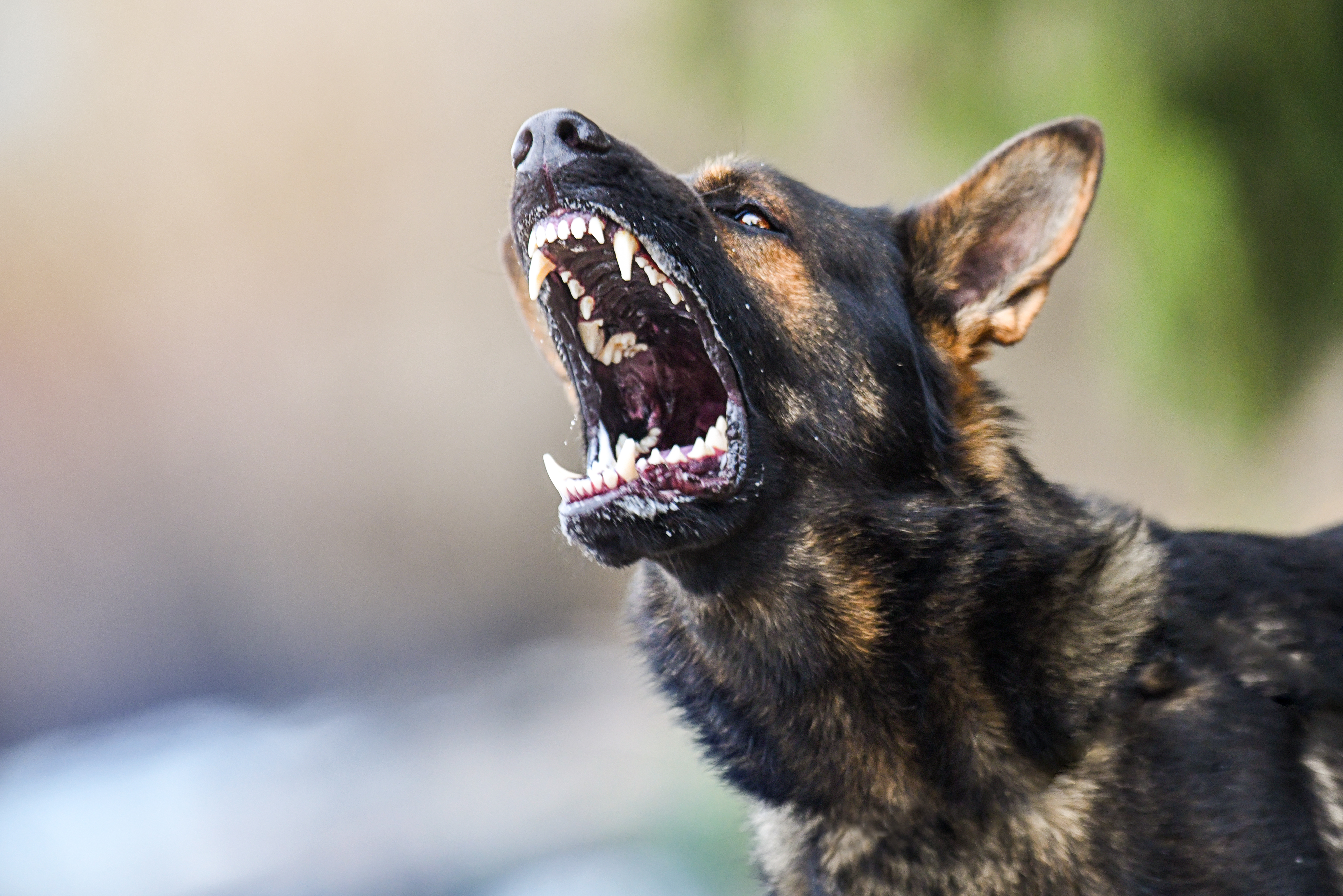 Angry dog | Source: Shutterstock